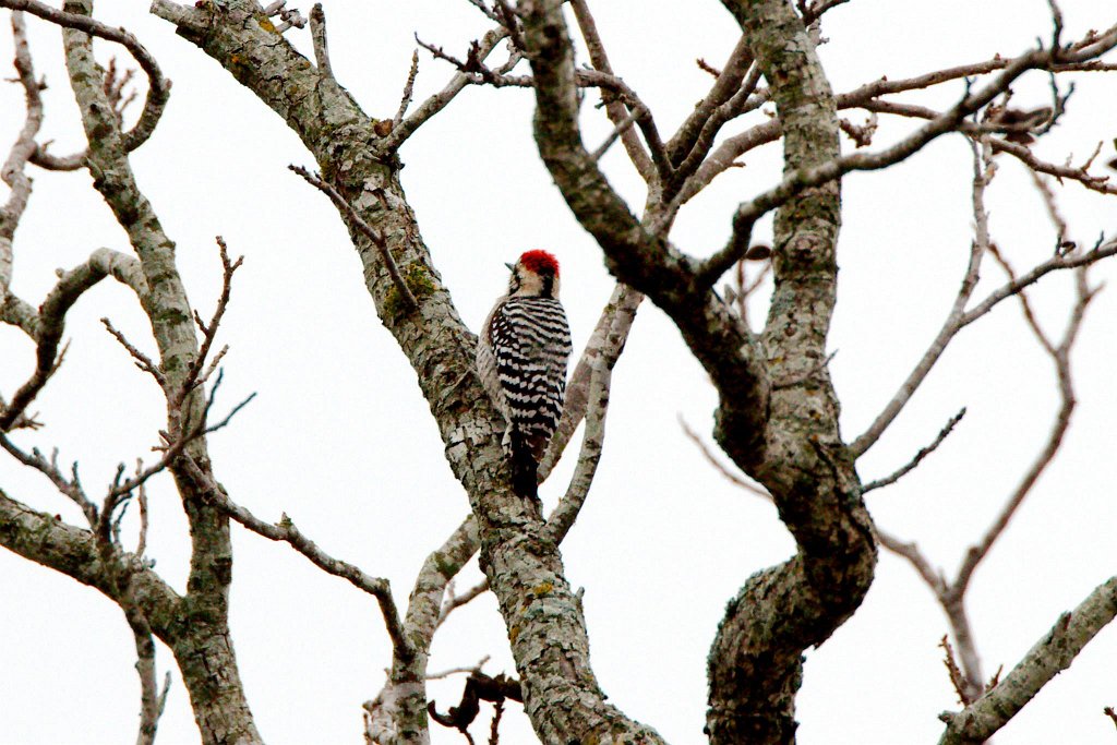 Ladder-backed Woodpecker.jpg - Ladder-backed Woodpecker photographed by Sabrina Nicholson